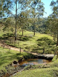 a small stream running through a lush green field next to trees and a dirt road