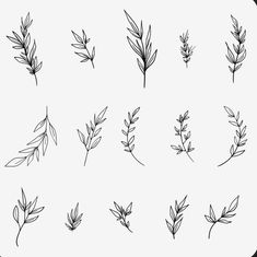 the different types of leaves drawn in black ink on white paper, each one has a single