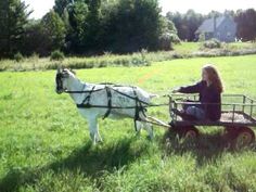 a woman sitting in a wagon being pulled by a white and black horse on a lush green field