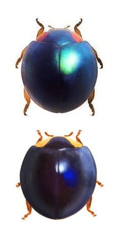 an image of two different bugs on white background, one is blue and the other is orange