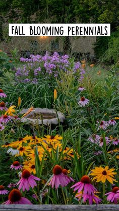 a field full of purple and yellow flowers with the words fall blooming perennials