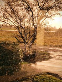 a tree that is standing in the rain