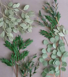 three different types of leaves and branches on a gray background, one is green and the other has white flowers