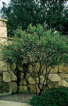 a stone wall with a tree in the middle and shrubbery growing on it's sides