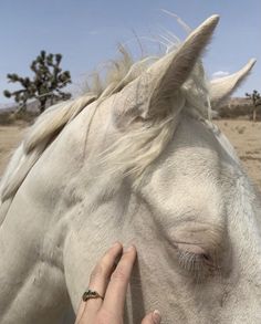 a person touching the forehead of a white horse