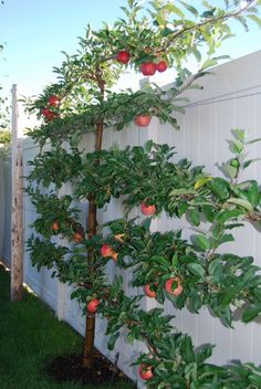 an apple tree growing on the side of a white fence