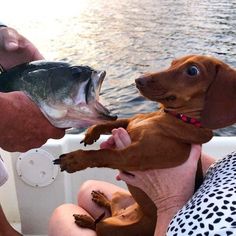 two dogs are being held up in the air on a boat while people look on