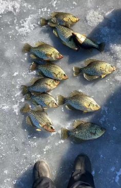 Pictures don’t really do them justice Posted by Bouncemybag The post Maine Crappie appeared first on Flake Food.