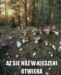 a group of mushrooms in the woods with caption saying, i am not sure what they are