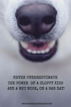 a dog's nose with the caption never underestimite the power of a sloppy kiss and a wet nose, on a bad day