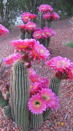 a cactus with pink flowers in the middle of it's flowerbeds and gravel