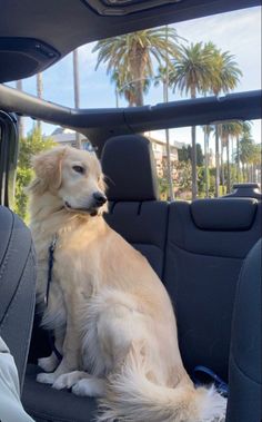 a dog sitting in the back seat of a car with palm trees in the background