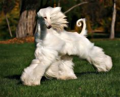 glorious Lhasa Apso, Dog Party, Lhasa, Dog Runs, Sweet Dogs, 판타지 아트