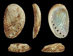 three seashells are shown in this image