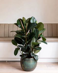 a large potted plant sitting on top of a wooden floor next to a couch