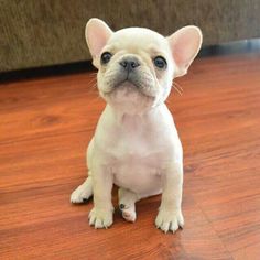 a small white dog sitting on top of a wooden floor