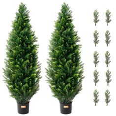 two potted trees are shown next to each other