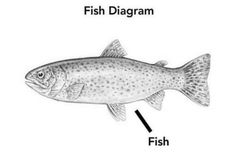 a fish diagram showing the different parts of it's body and how to use it