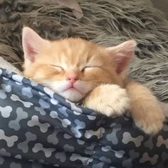 an orange kitten sleeping on top of a blanket