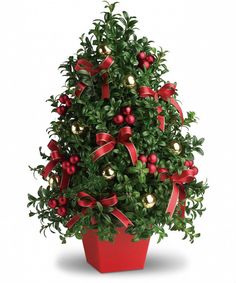 a potted plant with red ribbon and ornaments on it's top, in front of a white background