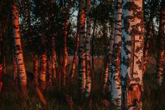 the sun shines through the trees and leaves in this forest filled with tall grass