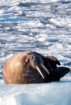 an animal that is laying down in the snow on some ice floes with it's tusks sticking out