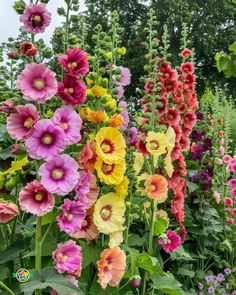 many different colored flowers in a garden