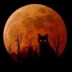 an image of a cat in front of a full moon with the caption pinterest