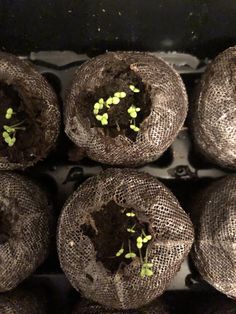 seedlings sprouts in burlap bags on top of eachother