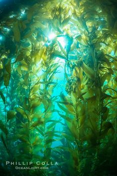 an underwater view of seaweed in the ocean with sunlight shining through it's branches