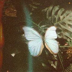 a white butterfly sitting on top of a green leaf covered ground next to a plant