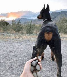 a person holding a dog's paw while standing on top of a dirt field