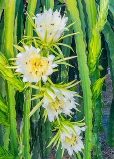 some white flowers and green leaves in the sun