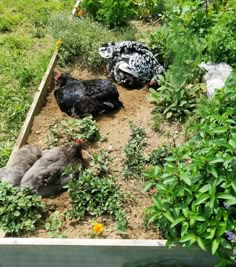 three chickens are laying in the garden together