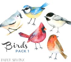 watercolor birds pack 1 by paper spinix