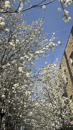 white flowers are blooming on the trees in front of a brick building and blue sky