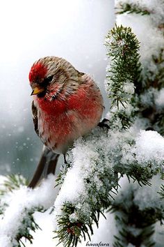 a small red bird perched on top of a tree branch covered in ice and snow