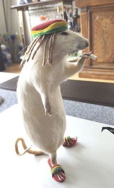 a white rat with dreadlocks standing on its hind legs and holding something in it's mouth