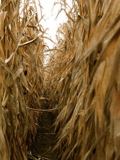 an image of a corn field that looks like it's going to fall down