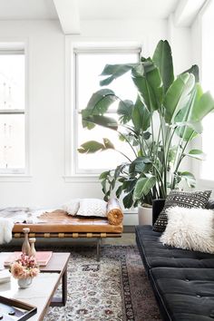 a living room with couches, tables and plants in the window sill on instagram