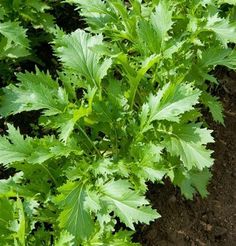 green plants growing in the dirt next to each other