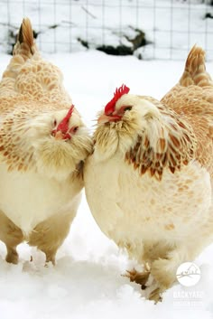 two brown and white chickens standing in the snow