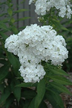 white flowers are blooming in the garden