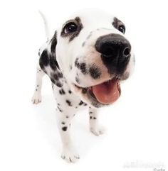 a dalmatian dog with its tongue out