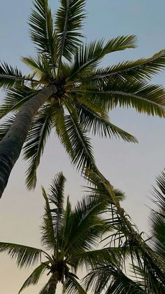 palm trees against a blue sky with no clouds