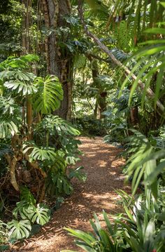 a dirt path surrounded by trees and plants