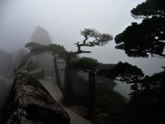 pine trees in the fog on top of a mountain