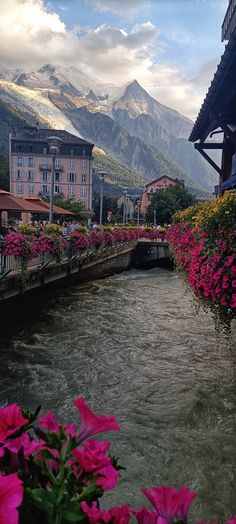 pink flowers line the side of a river with buildings in the distance and mountains in the background