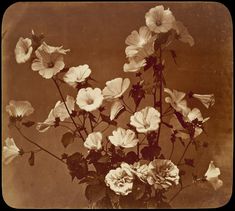 sepia toned photograph of flowers in a vase