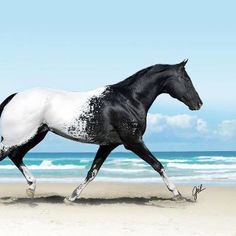 a black and white horse running on the beach